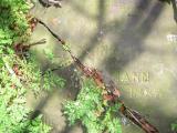 image of grave number 504945